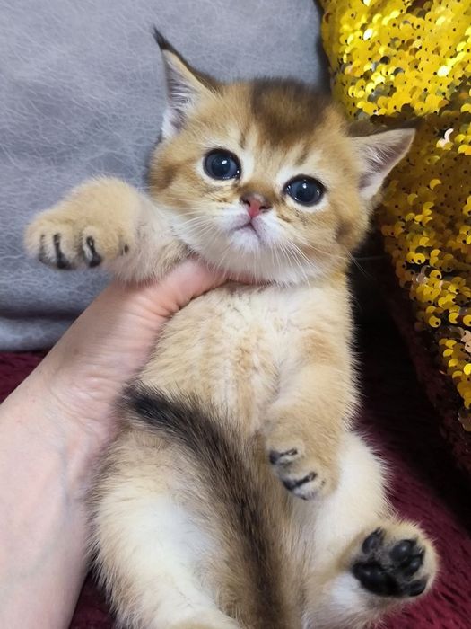 Золотая шиншилла малыши