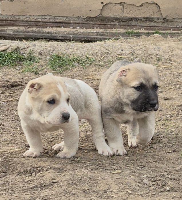 Күшіктер сатылады