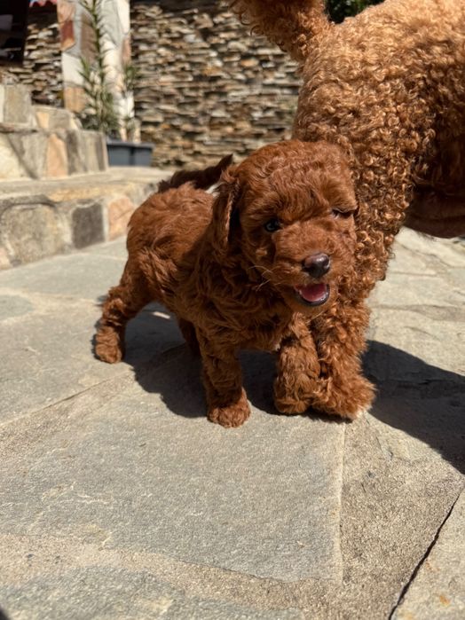 Пудел red poodle