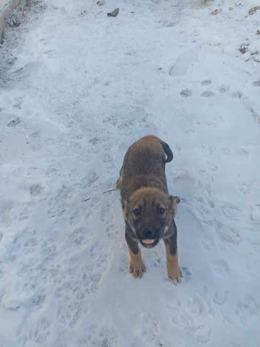 Отдам щенков в хорошие руки