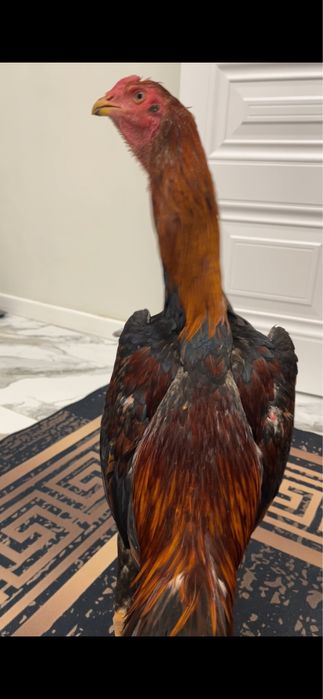 Продам. Дакана.