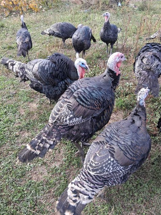 Oua curca consum/incubat american sălbatic