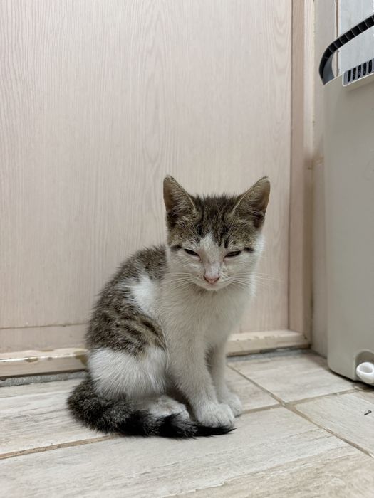 Кошечка 2 месяца