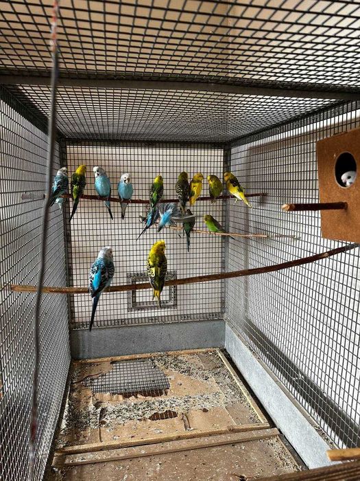 Валнисти Papugay to‘ti (valnisti)