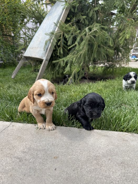 Продам Щенков Спаниеля Охотничьи