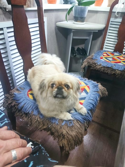 Пропала собака Пекинесс