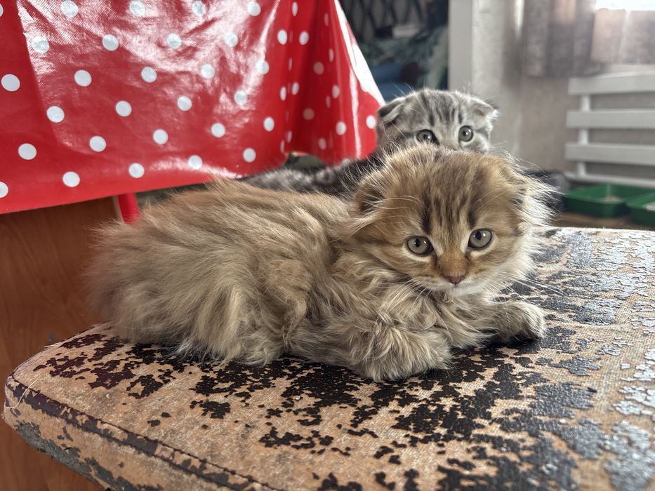 Продам котят     .