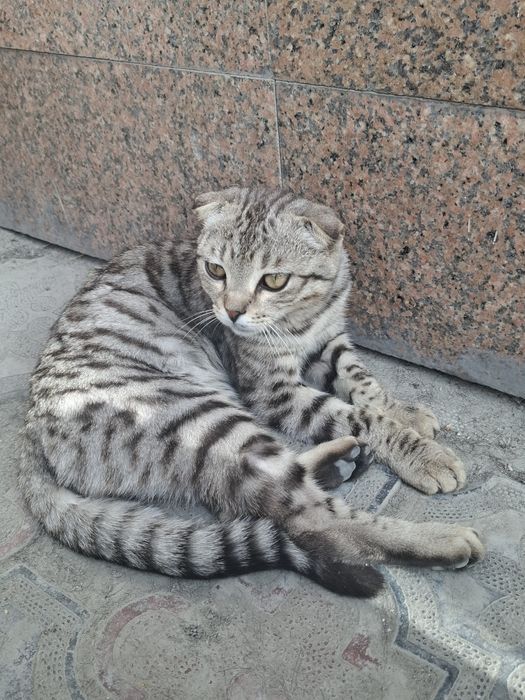 Очень милый хорошая кошка в хорошие руки