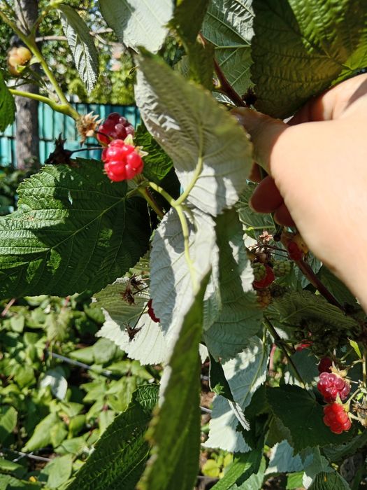 Малина ремонтантная, цветы