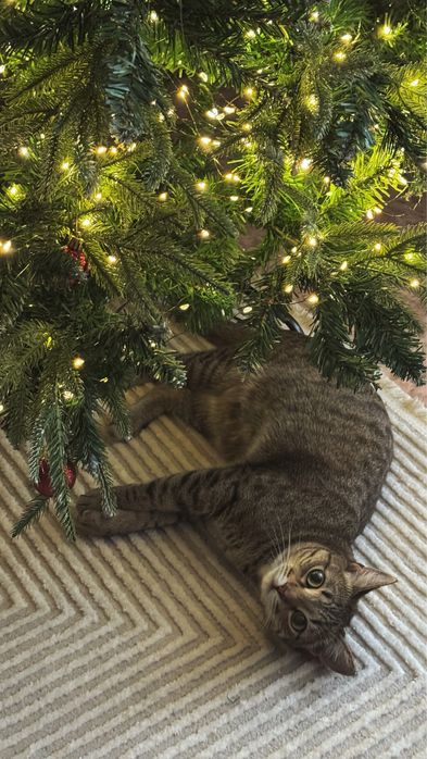 Отдам кота в добрые руки