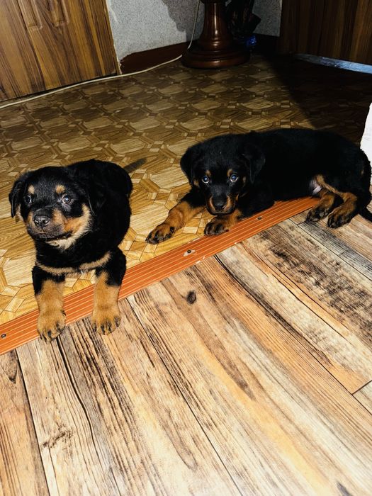 Щенки Ротвейлеры!