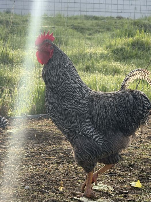 Cocoș Plymouth in vârstă de 1 an.... Jud: Mureș