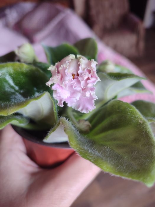 Фиалка сенполия 2000