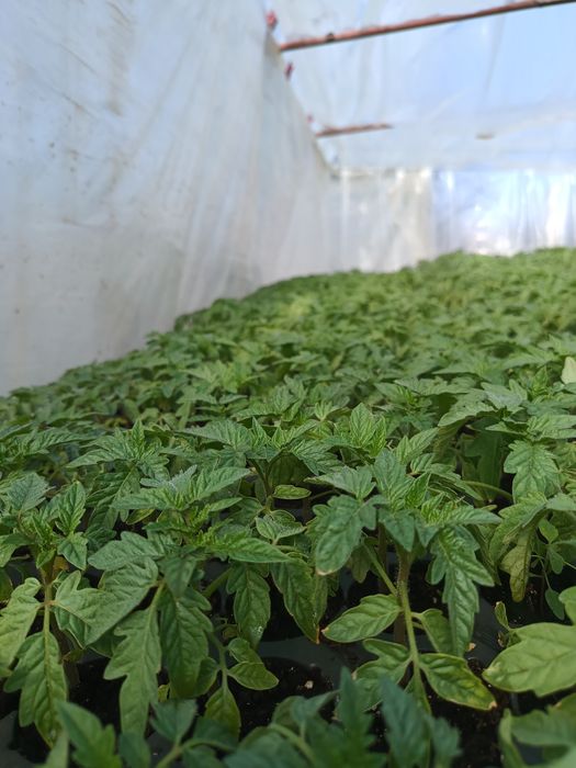 Răsaduri de legume profesionale