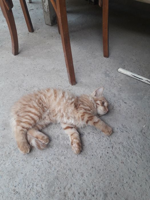 Кошка Скотиш страйт(Сибирьский)