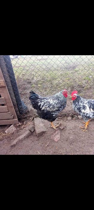 Vând Cocos Wyandotte