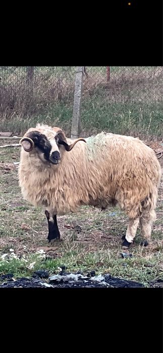 Stra mior  breaz de vanzare