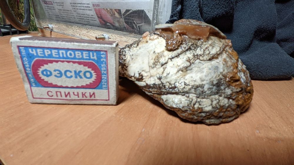 Окаменелость, ракушка