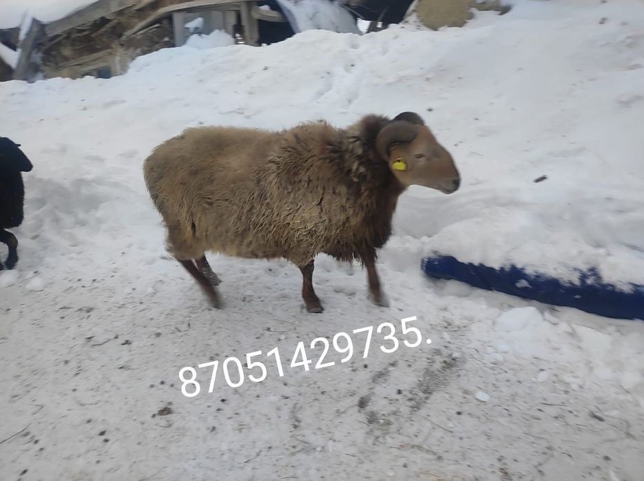 Қошқар сатылады 2 жасар