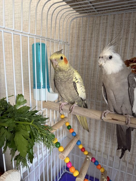 Продам Попугаи карела