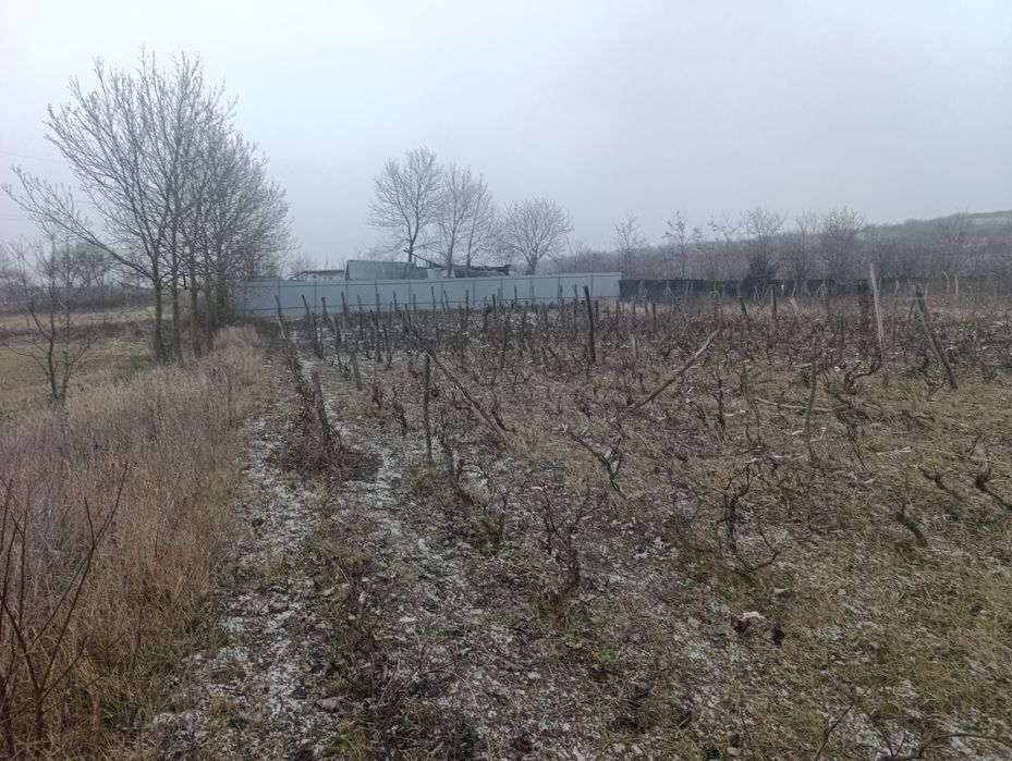 Teren  la tara 2500 m2