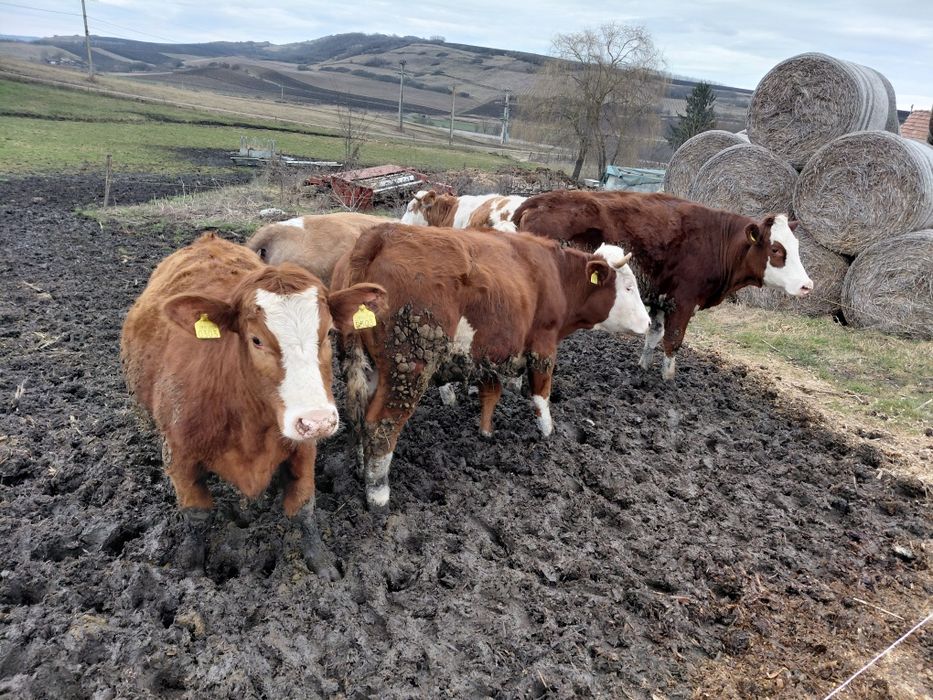 Vând vitele de un an