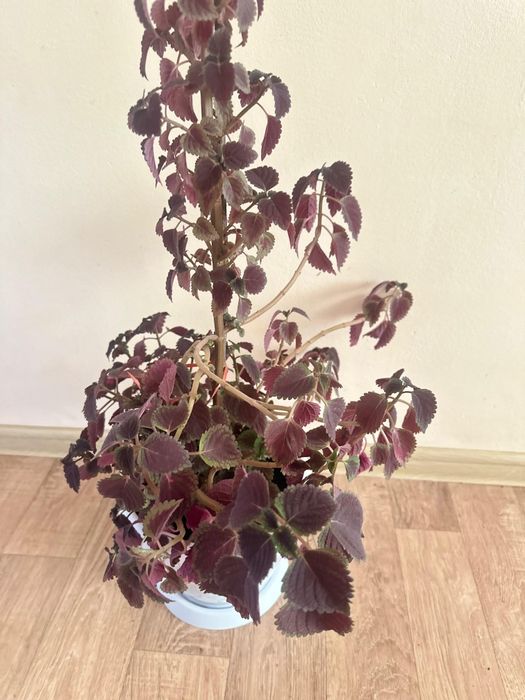 Үй гүлі сатылады. Комнатные цветы продается