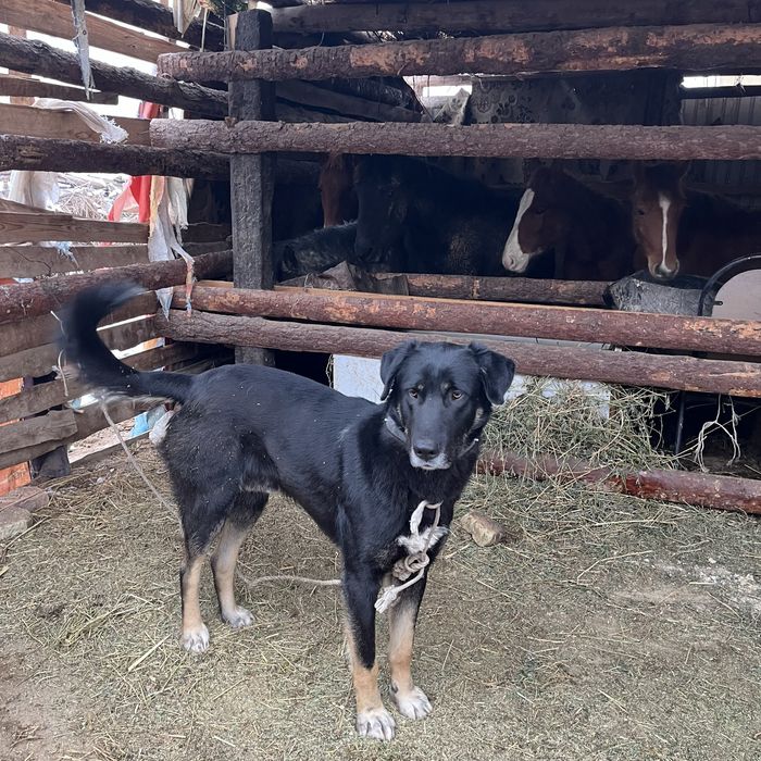 Осы тобет сатылады