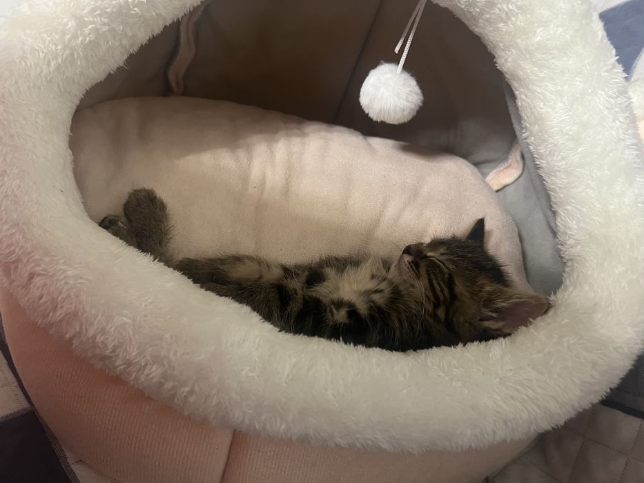 котенок, кот, котик