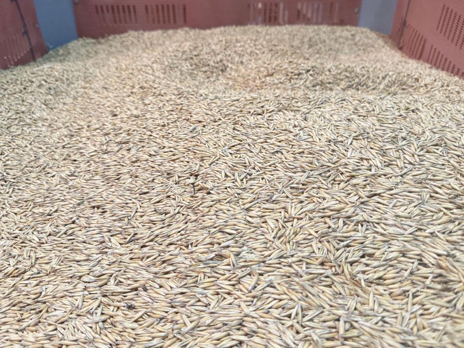 Ovaz an 2025   stare foarte buna