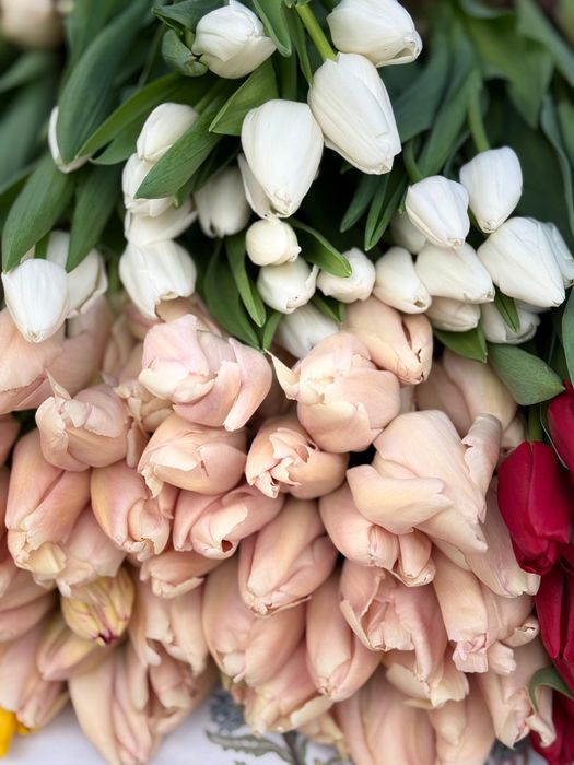 Цветы цветы тюлпан