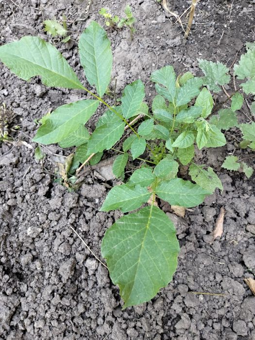 Саженцы черной смородины