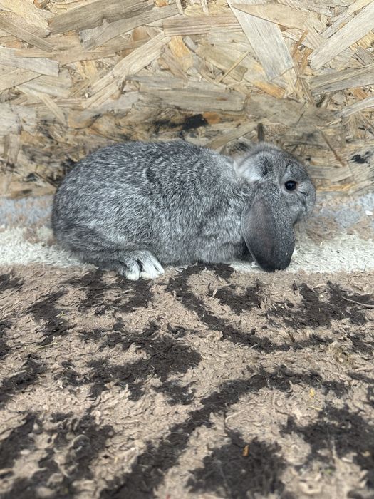 Iepuri pitic berbec german