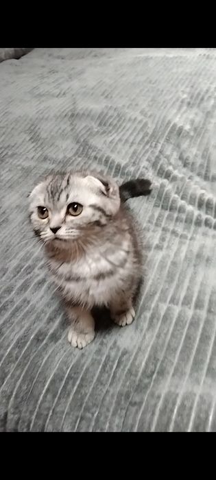 Шикарная Скоттиш фолд. Кошечка.