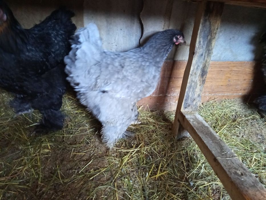 Инкубационные яйца