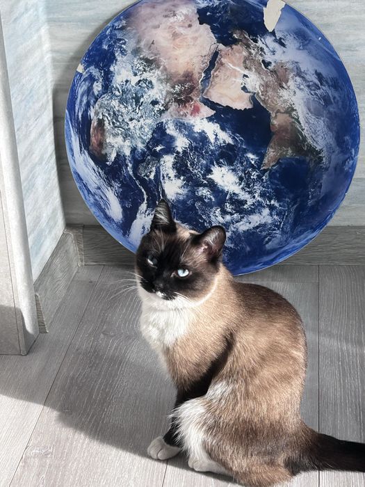 пропала кошка Ляля. Город Косшы.