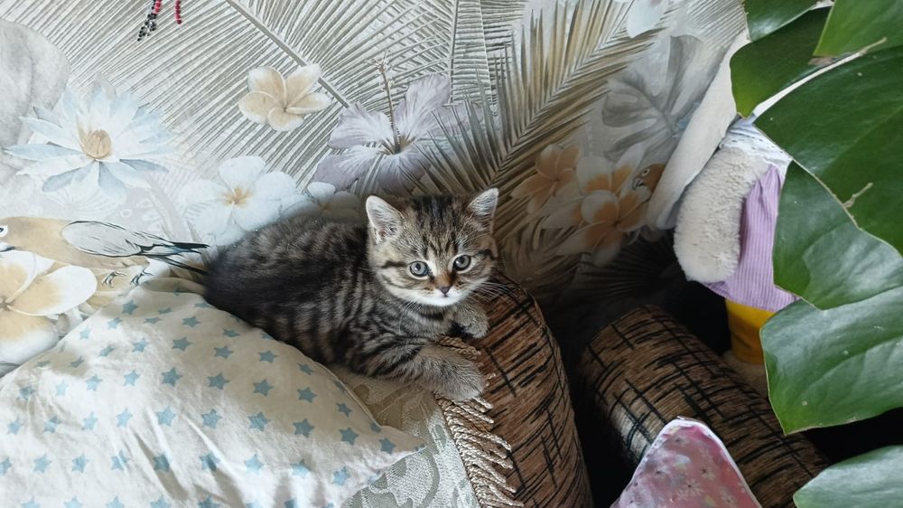 Британский мальчик