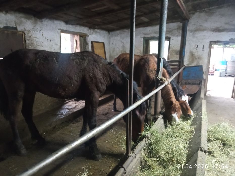 Продам коней с откорма на выбор.