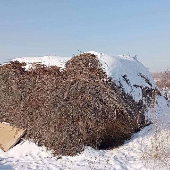 Продам Сено рассыпное шөп Сатылады