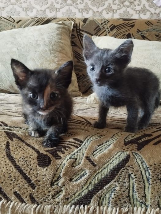 Котята ищут семью