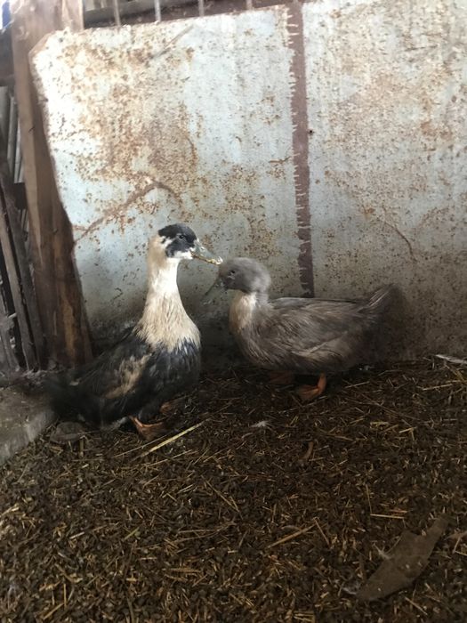 продам уток и индоуток