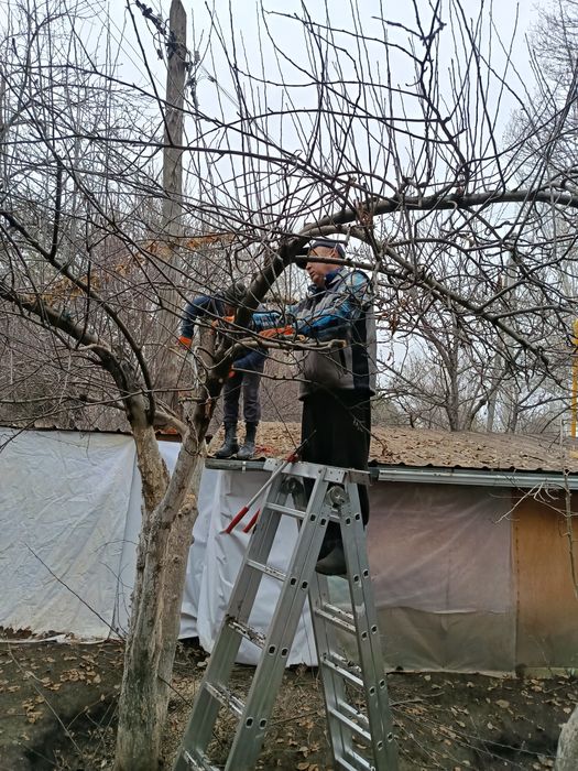 Обрезка плодовых деревьев