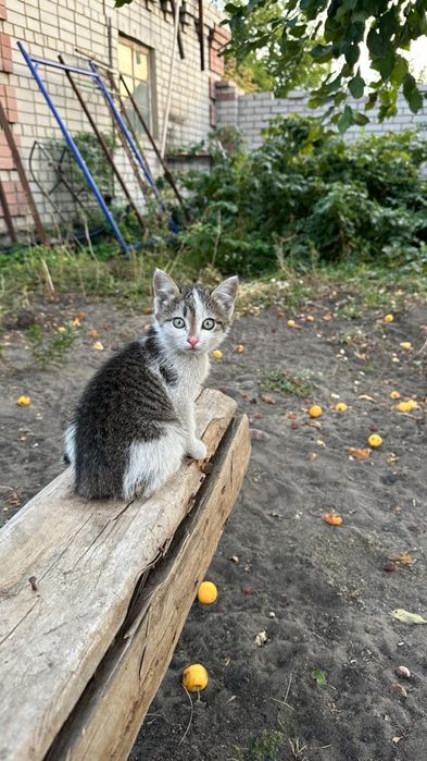 Отдам кошку бесплатно в добрые руки!