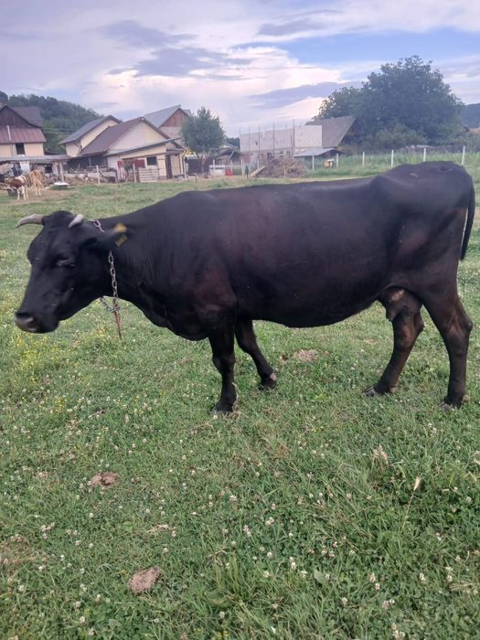 Vând vaca gestanta