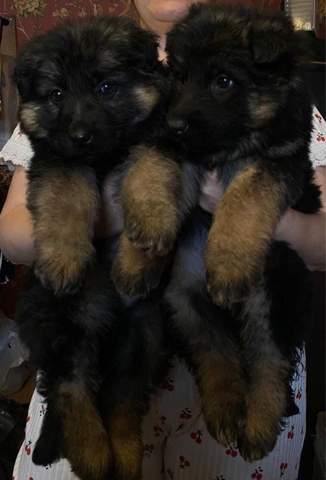 Щенки немецкой овчарки , девочки .