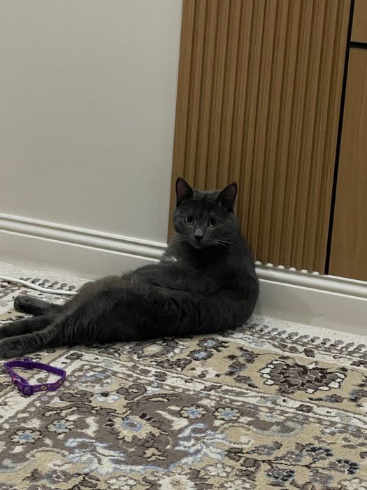 Продам  британского кота, 10 месяцев, с лотком и переноской