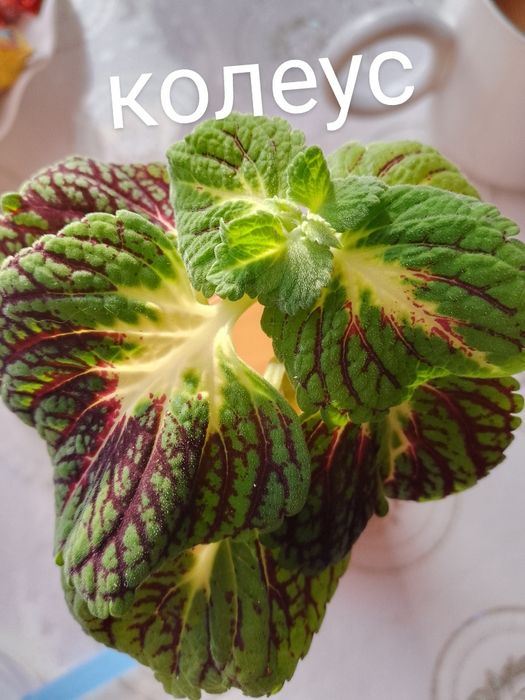 Цветы - комнатные