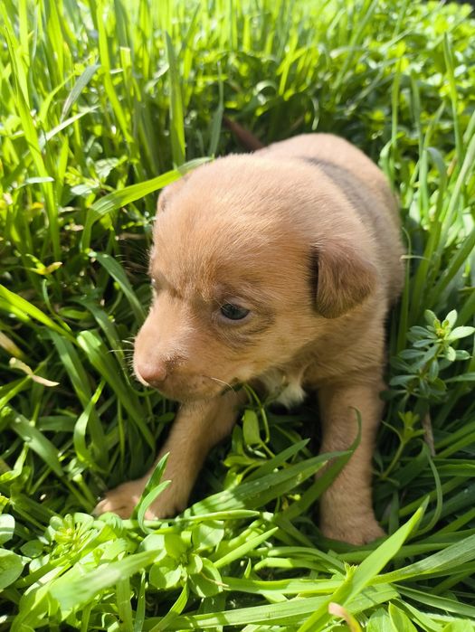 Четирима красавици си търсят дом