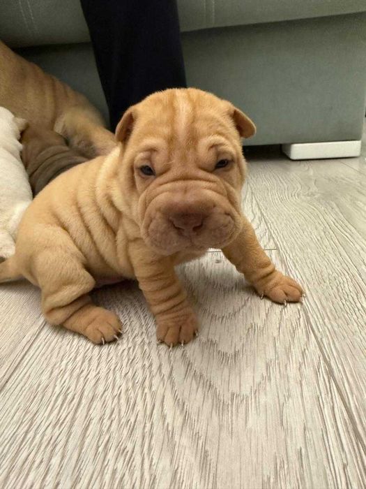 Продаются щенки шарпея!