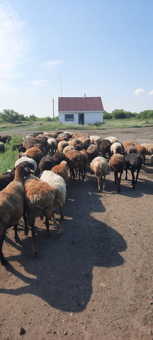 Продам овец 85 голов.